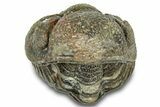 Wide Enrolled Morocops Trilobite - Morocco #323207-2